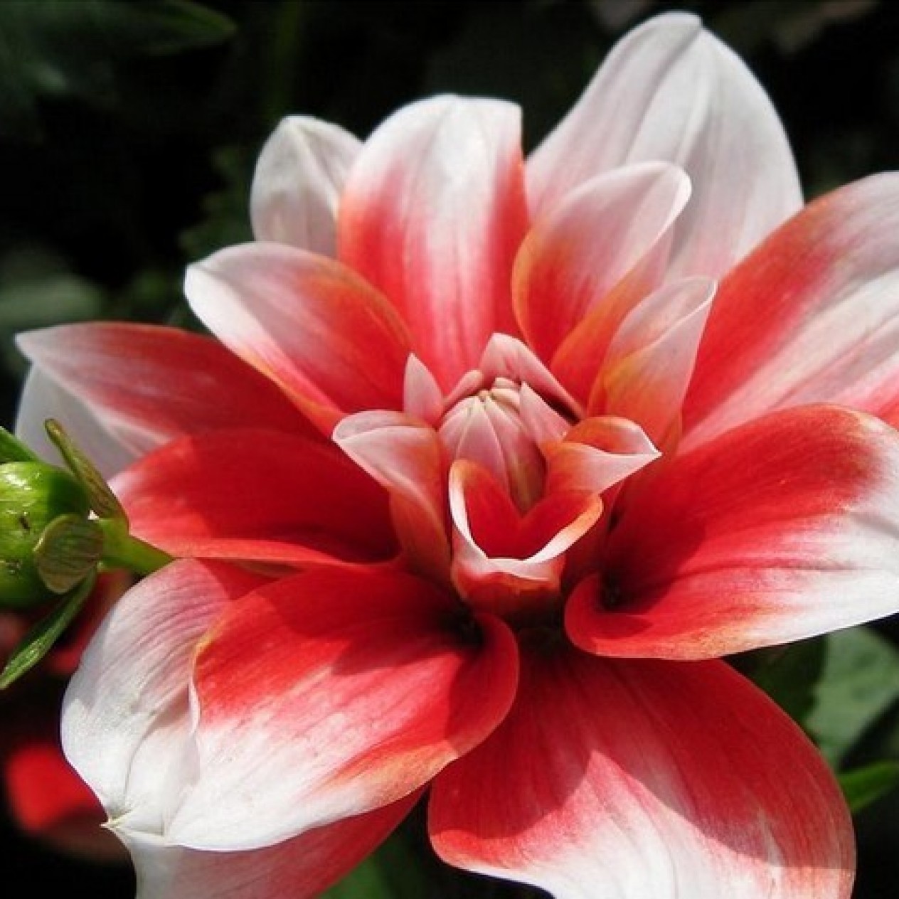 706293-dahlia-mikado
