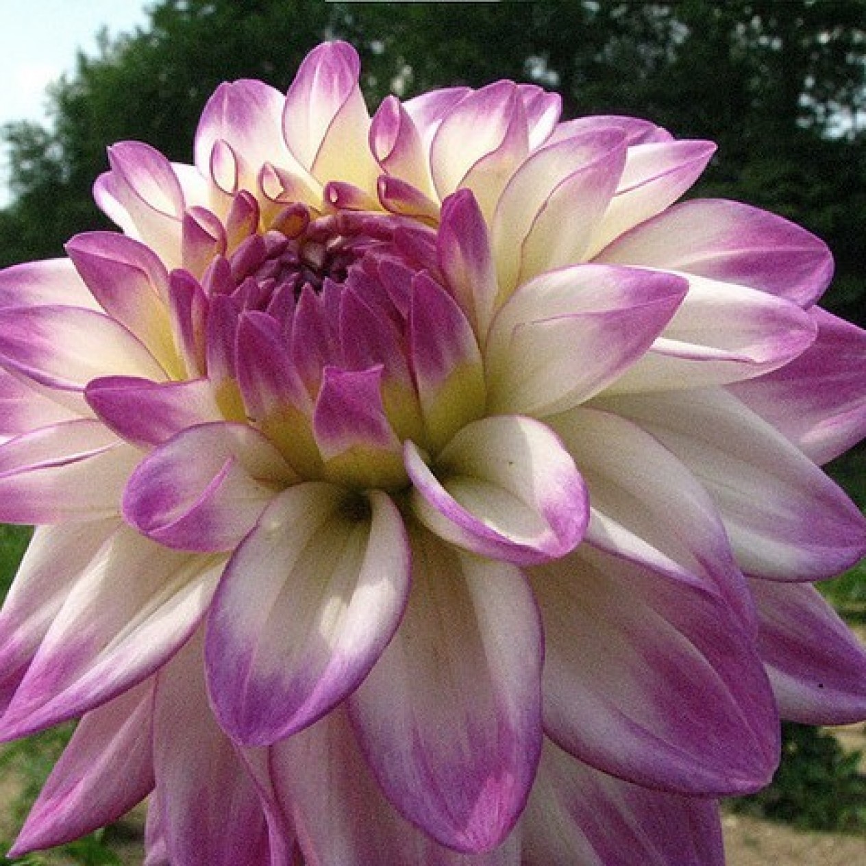 706326-dahlia-orion-pink-petticoat