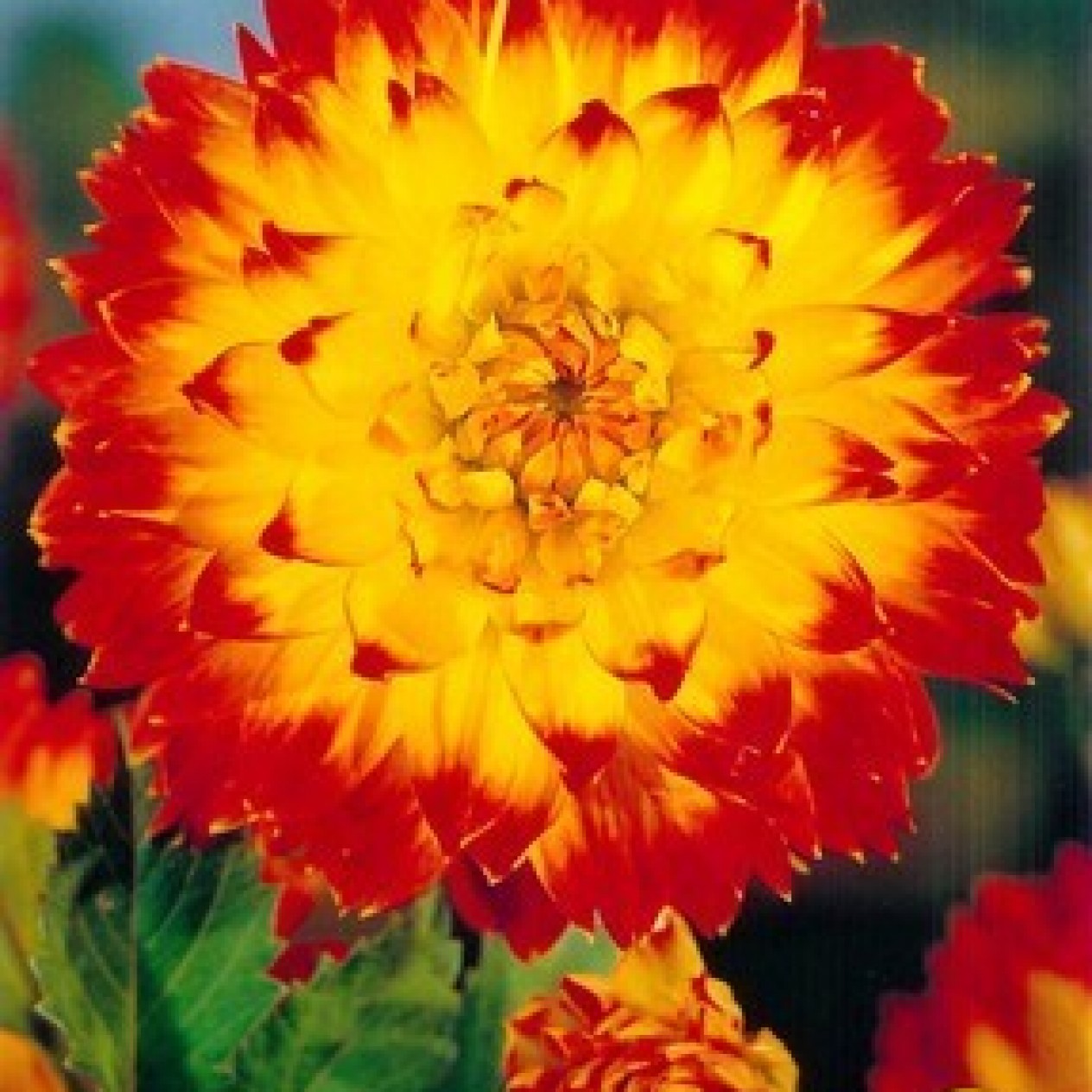 706350-dahlia-procyon