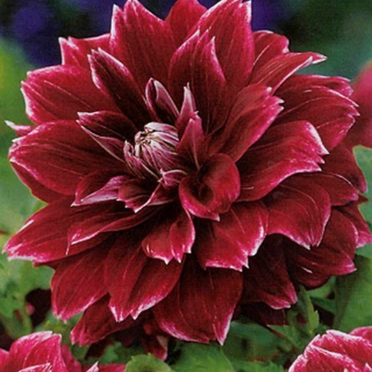 706440-dahlia-see-wood-glorie