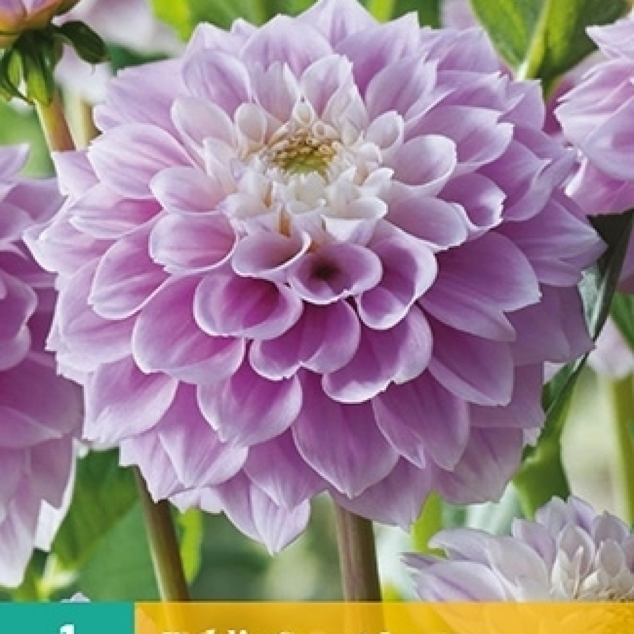 706480-dahlia-sweet-love