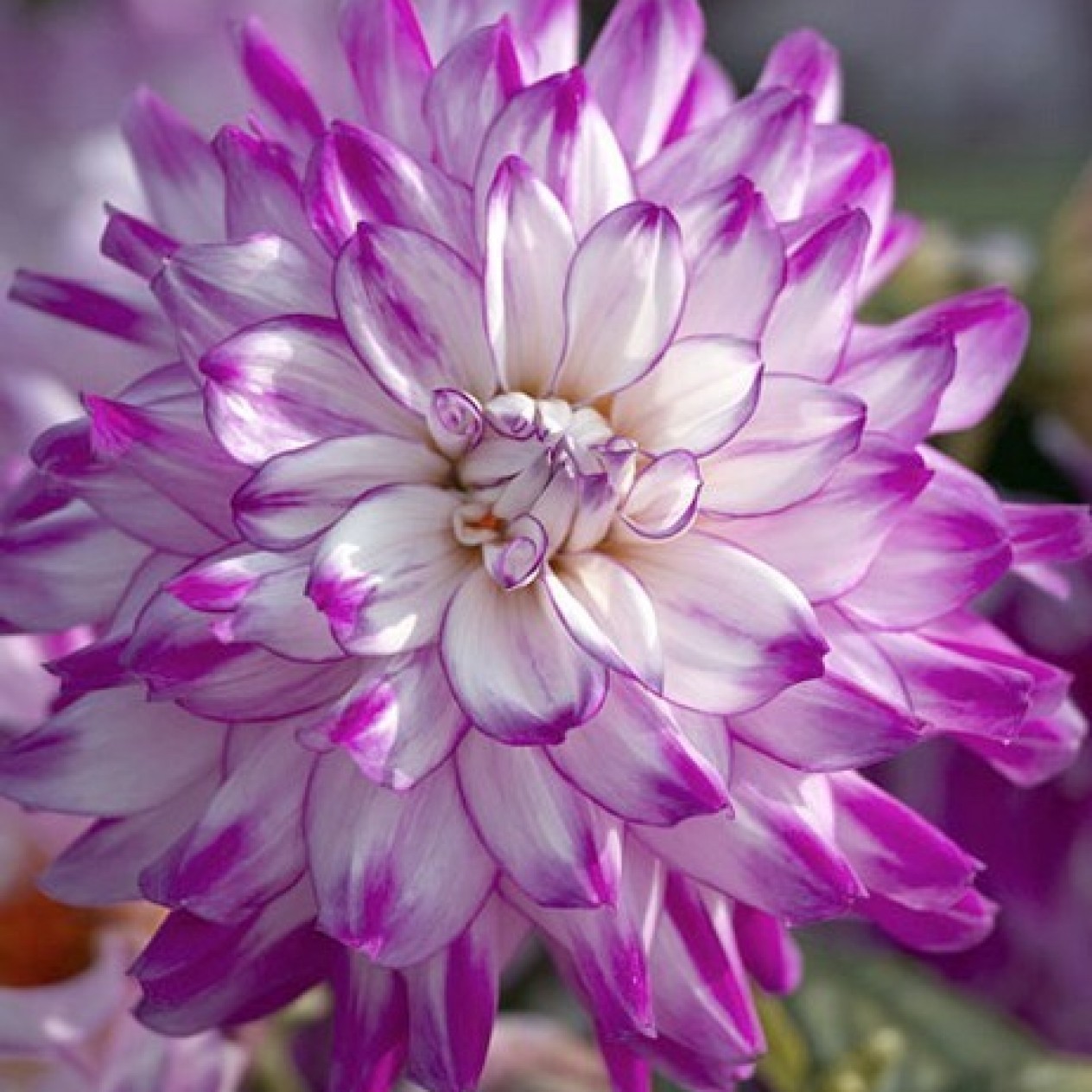 706730-dahlia-who-dun-it