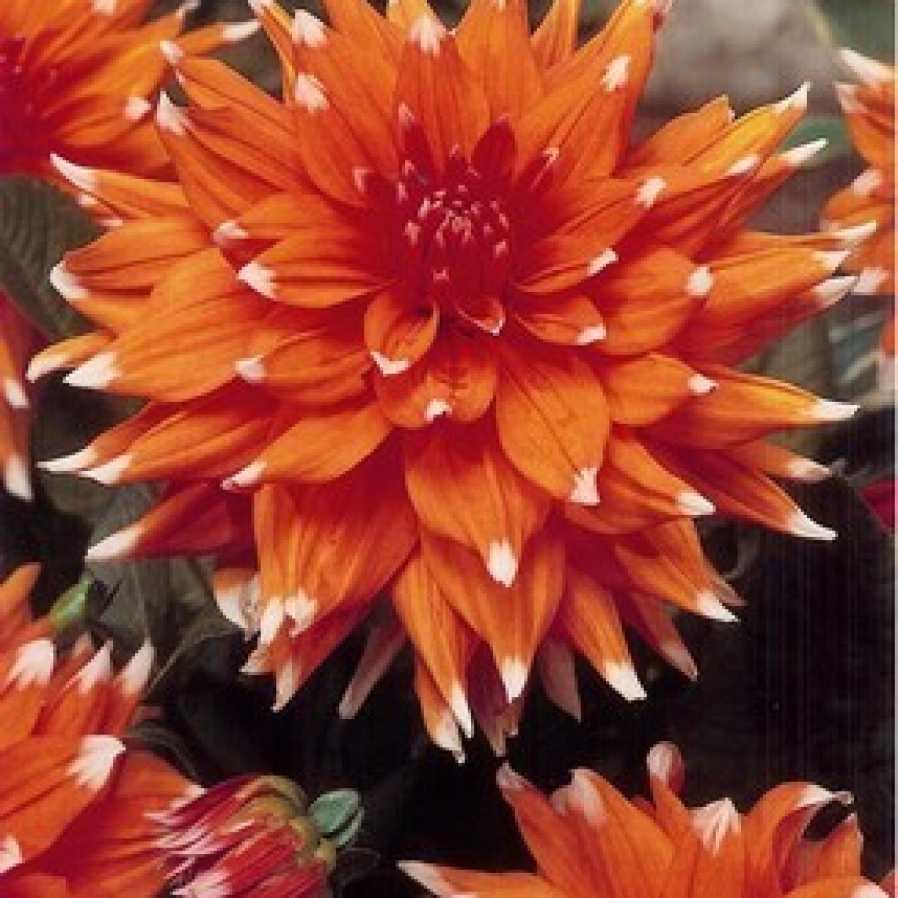 707010-dahlia-color-spectacle