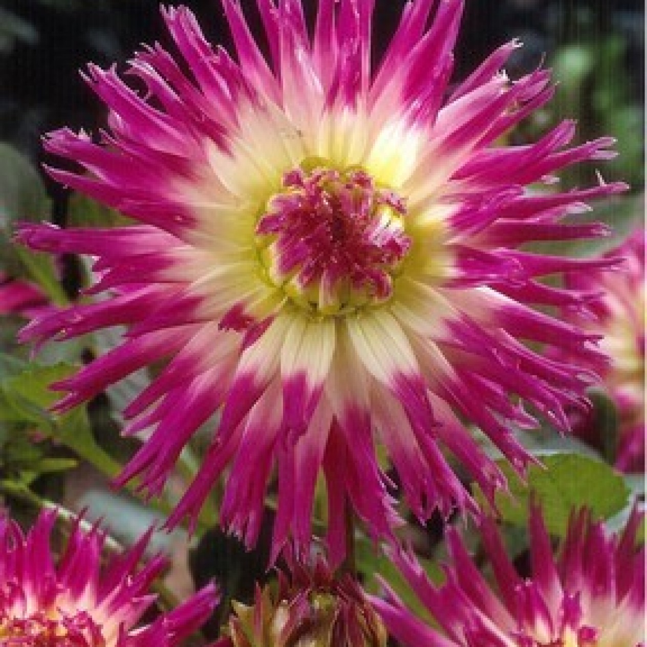 707030-dahlia-dutch-explosion