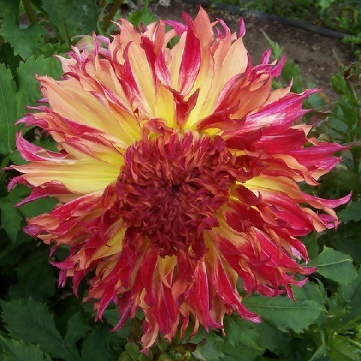 707205-dahlia-myrtle-folly-md-69-aiyana