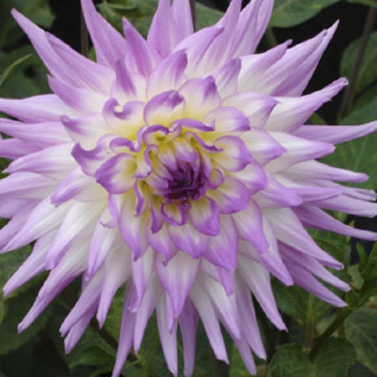 707260-dahlia-orchid-princess