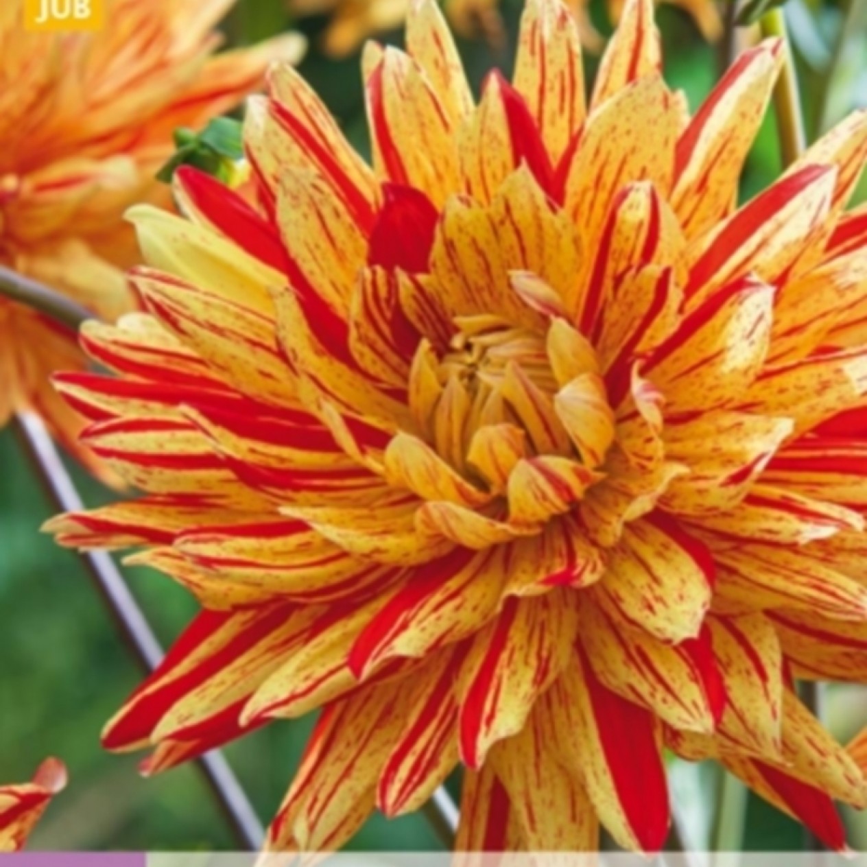 707415-dahlia-striped-vulcan