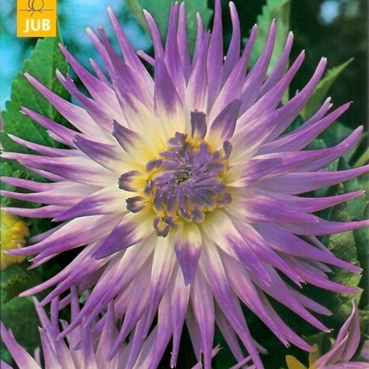 707490-dahlia-veritable