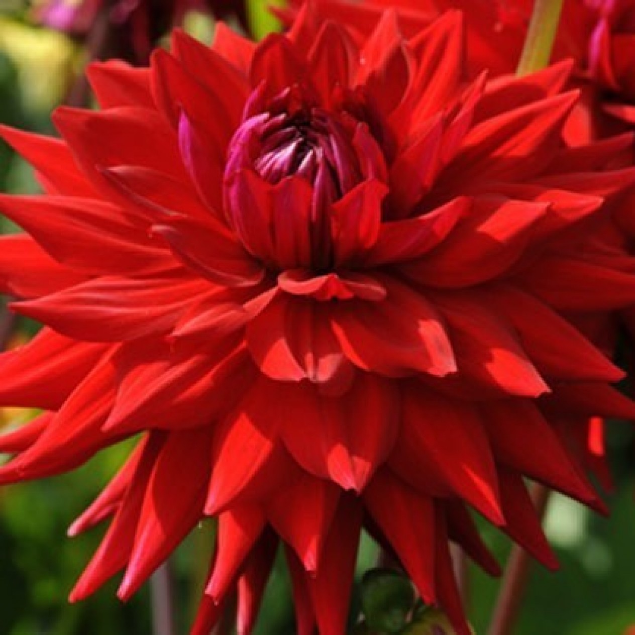 707520-dahlia-witteman-best