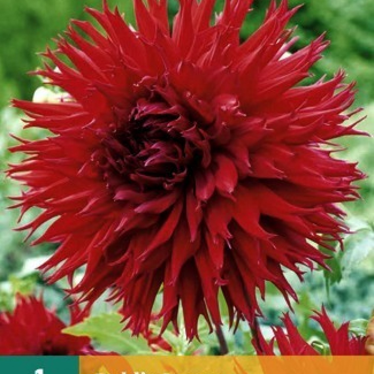707700-dahlia-apache-jaxon