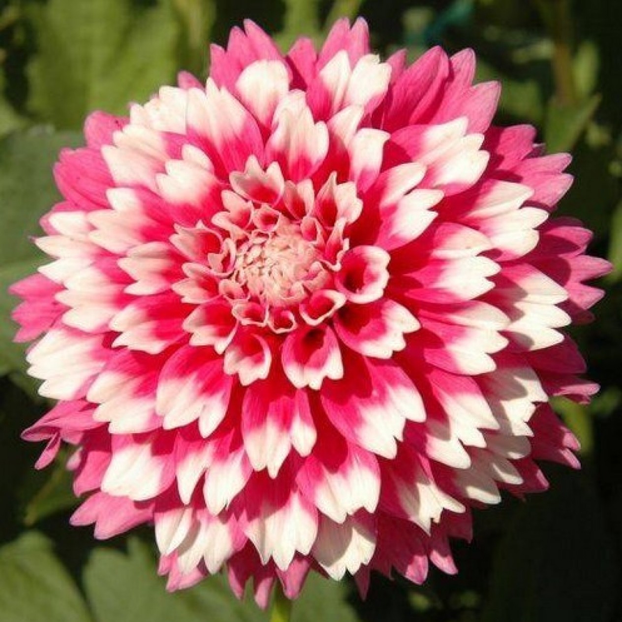 707740-dahlia-fuzzy-wuzzy