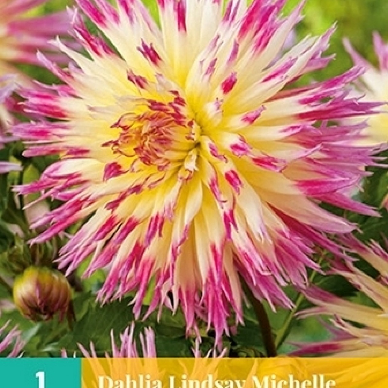 707780-dahlia-lindsay-michelle