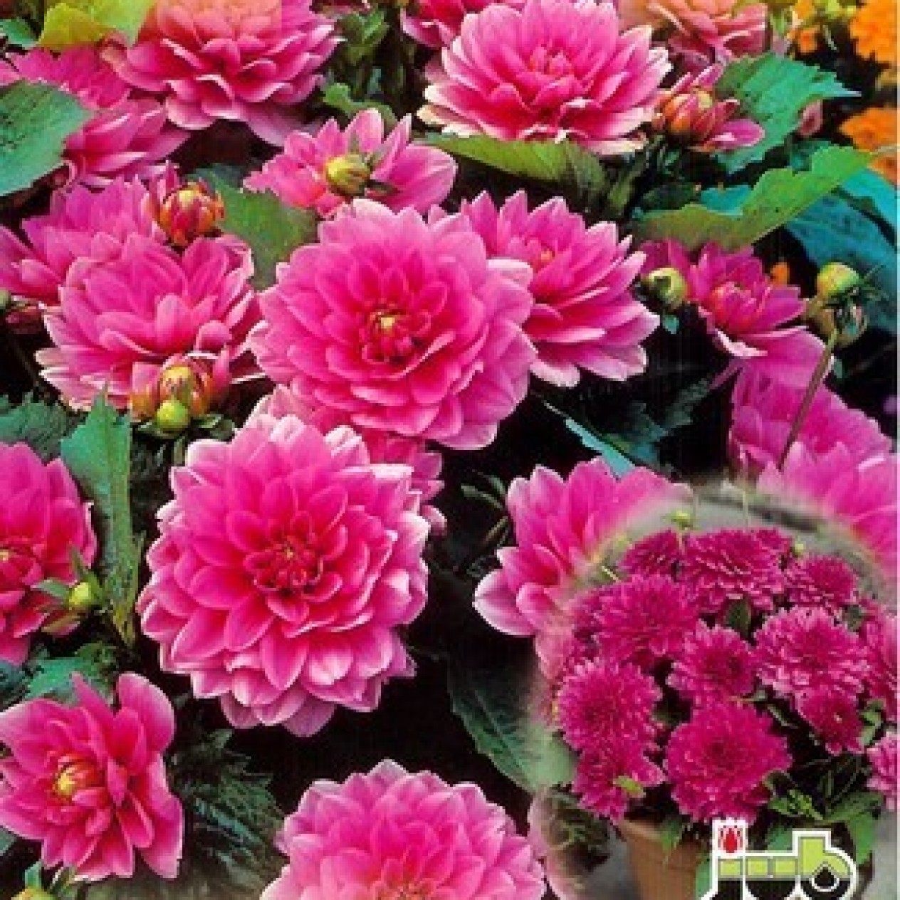 708020-dahlia-bluesette