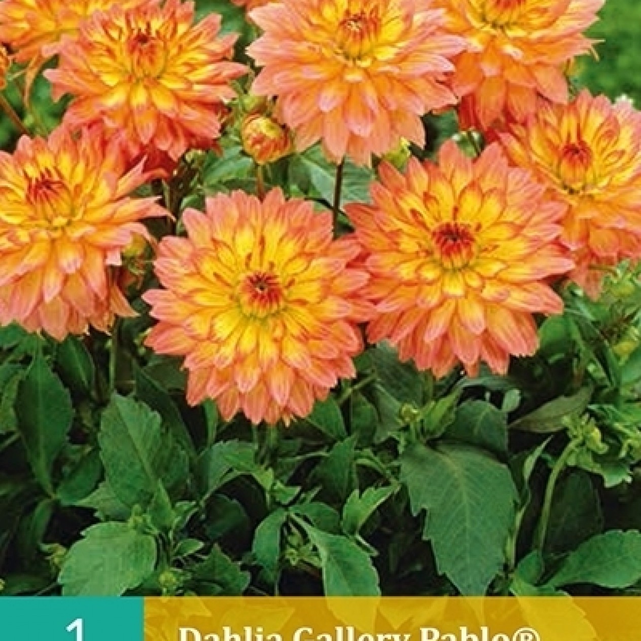 708105-dahlia-gallery-pablo