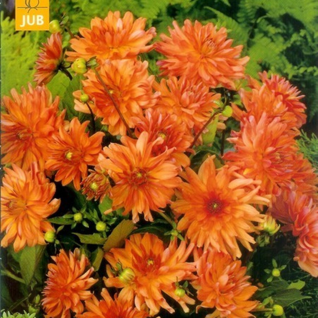 710150-dahlia-orange-pigmy