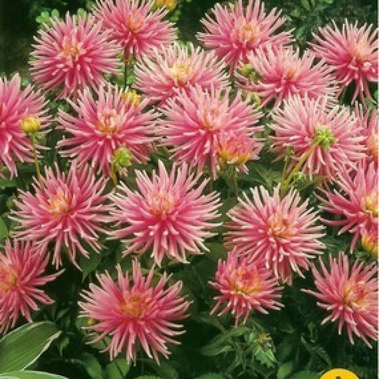 710200-dahlia-park-princess