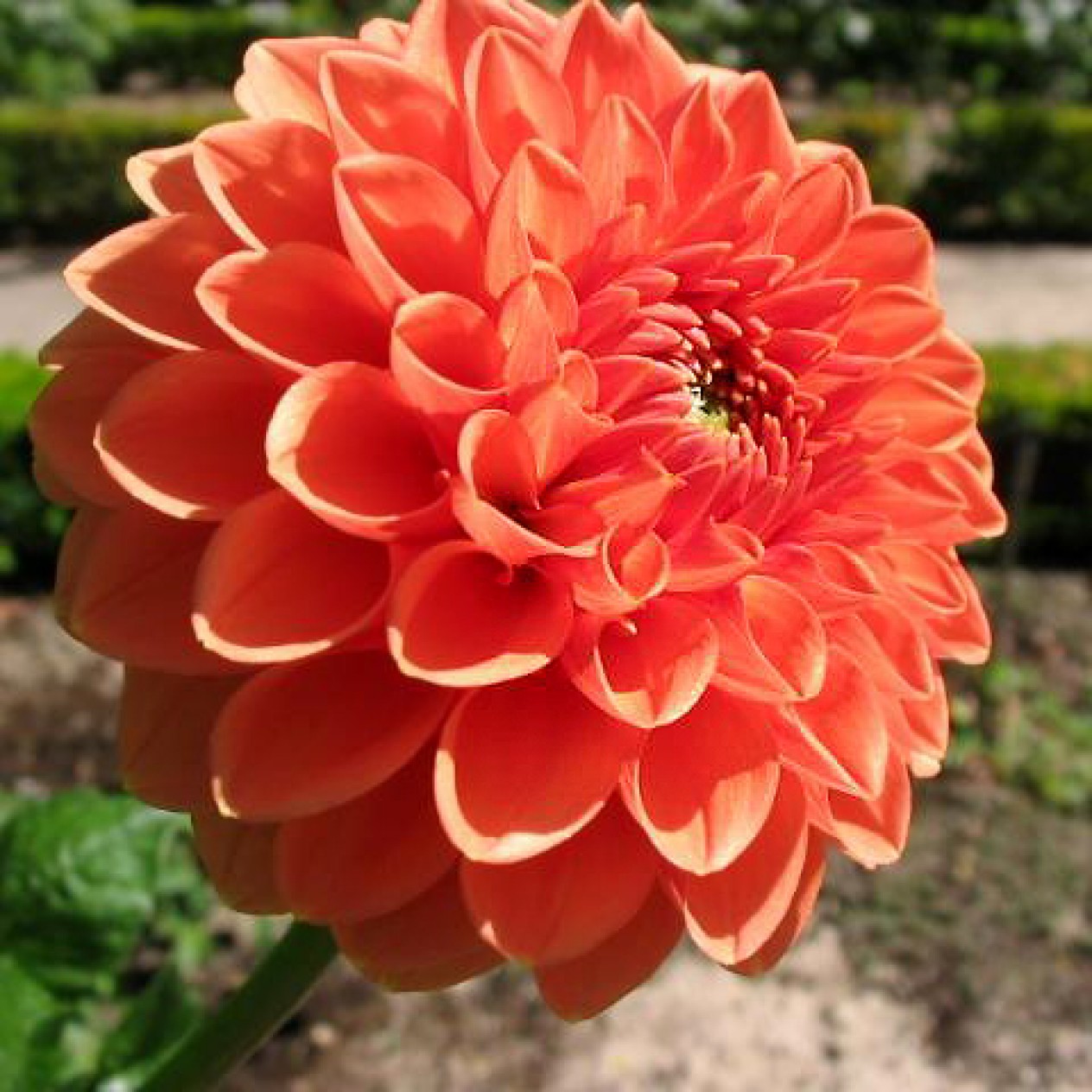 711200-dahlia-bantling