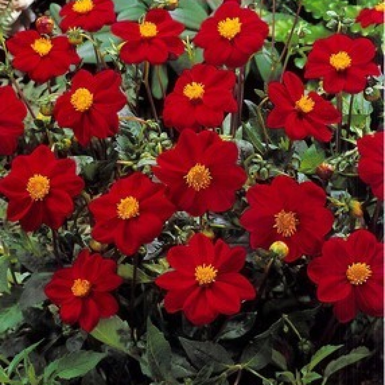713000-dahlia-firebird