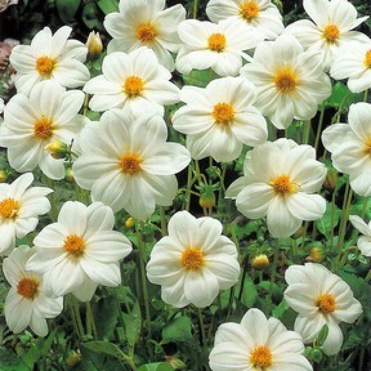 713600-dahlia-sneezy