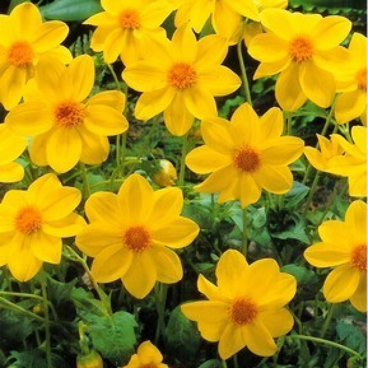 713800-dahlia-yellow-sneezy