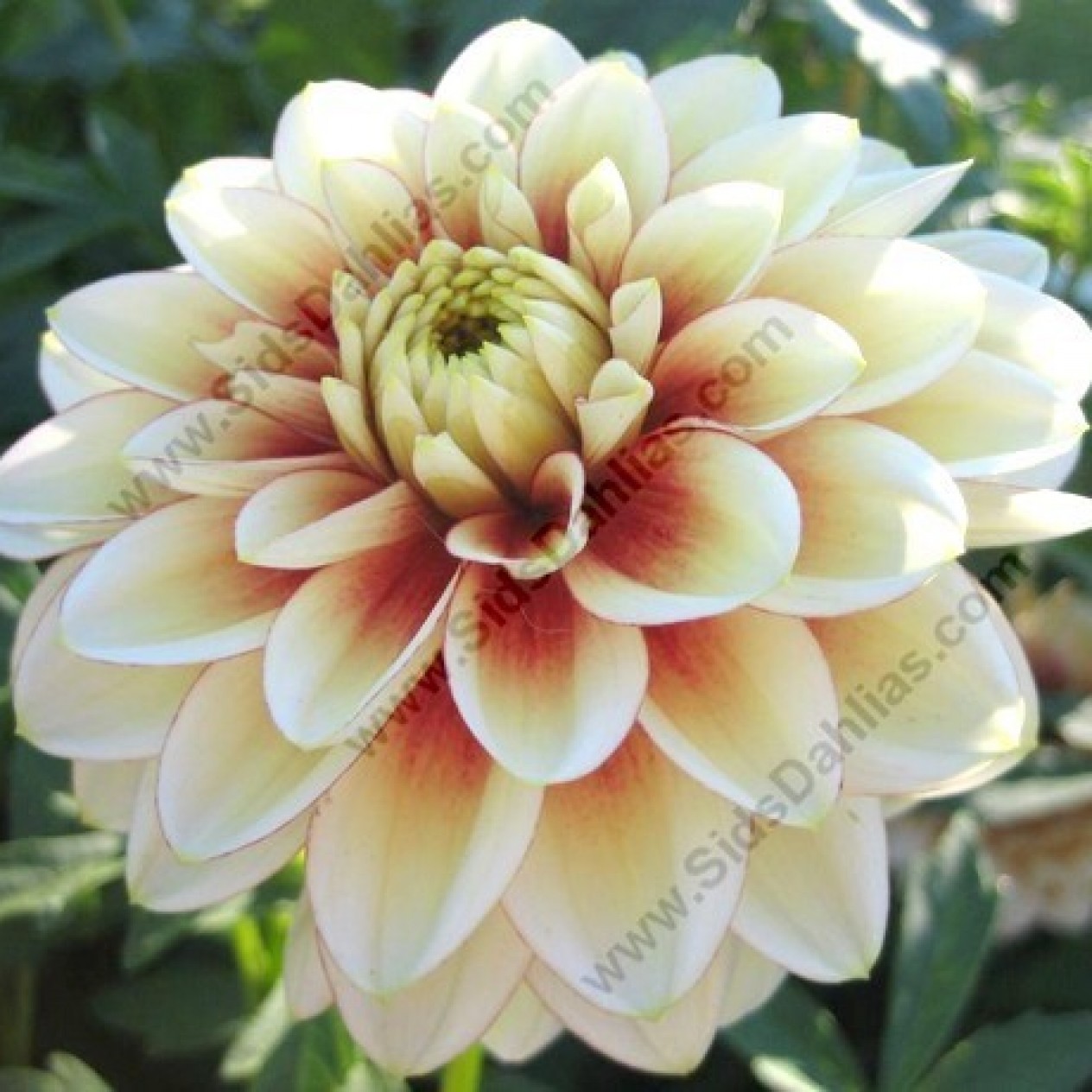 715160-dahlia-centennial