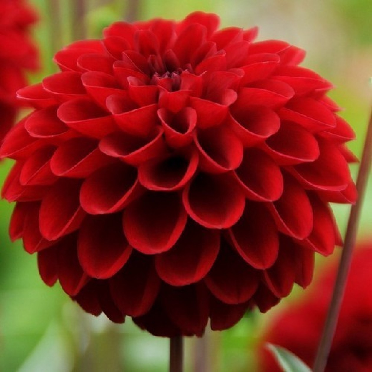 715940-dahlia-cornel-red-ball