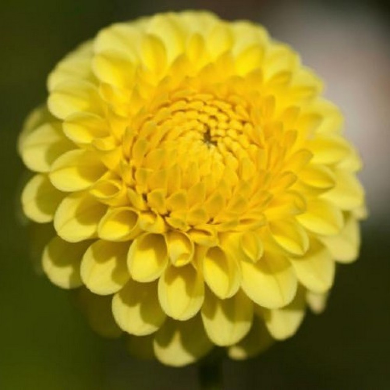 715953-dahlia-golden-torch