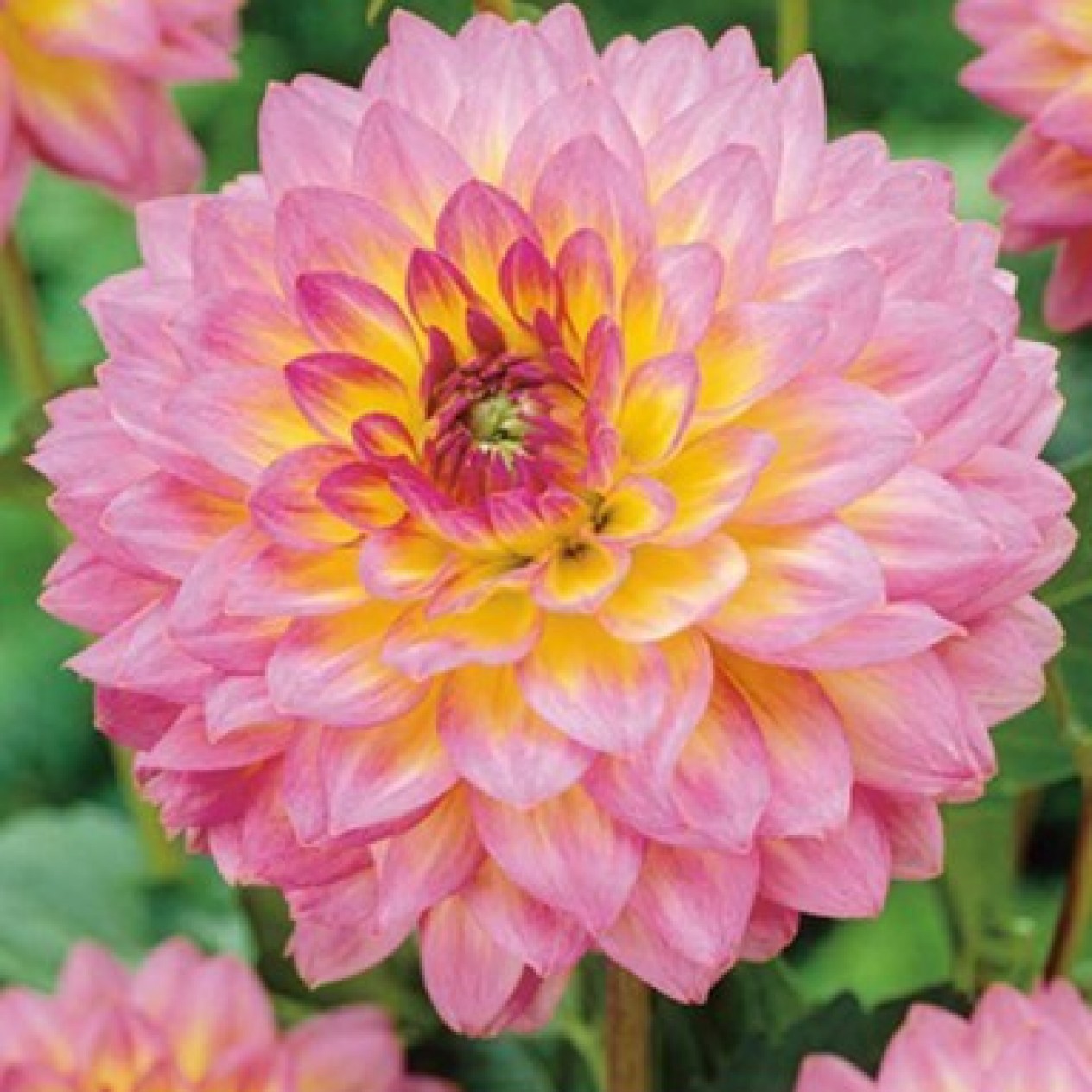 715955-dahlia-jowey-gipsy