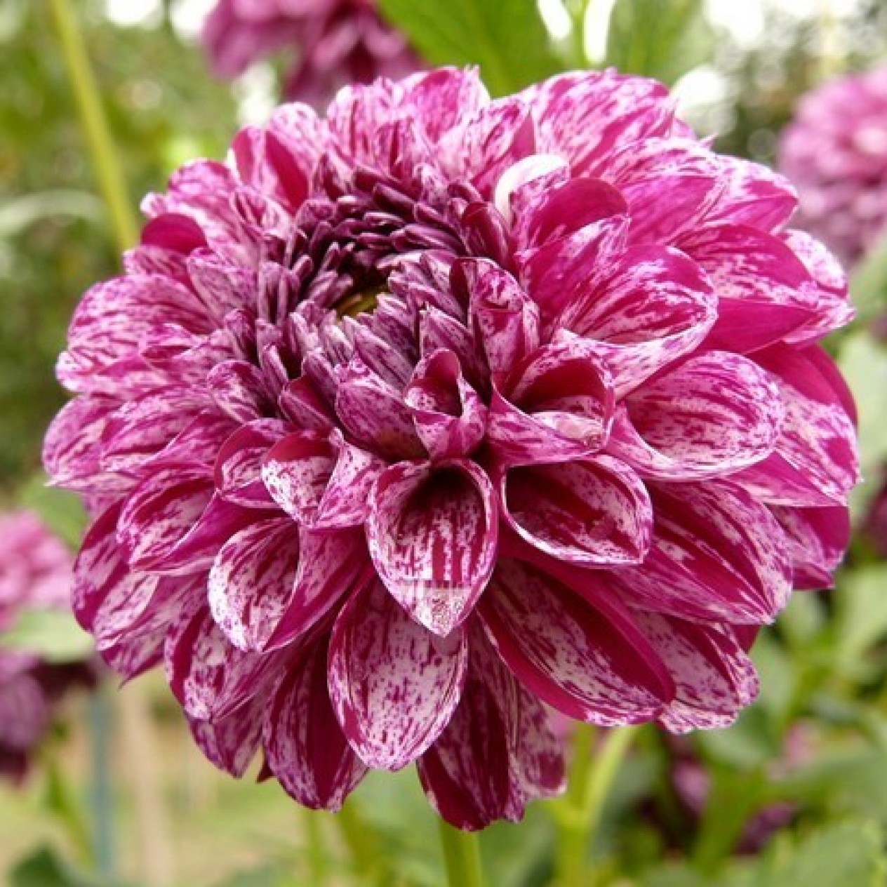 715960-dahlia-marble-ball