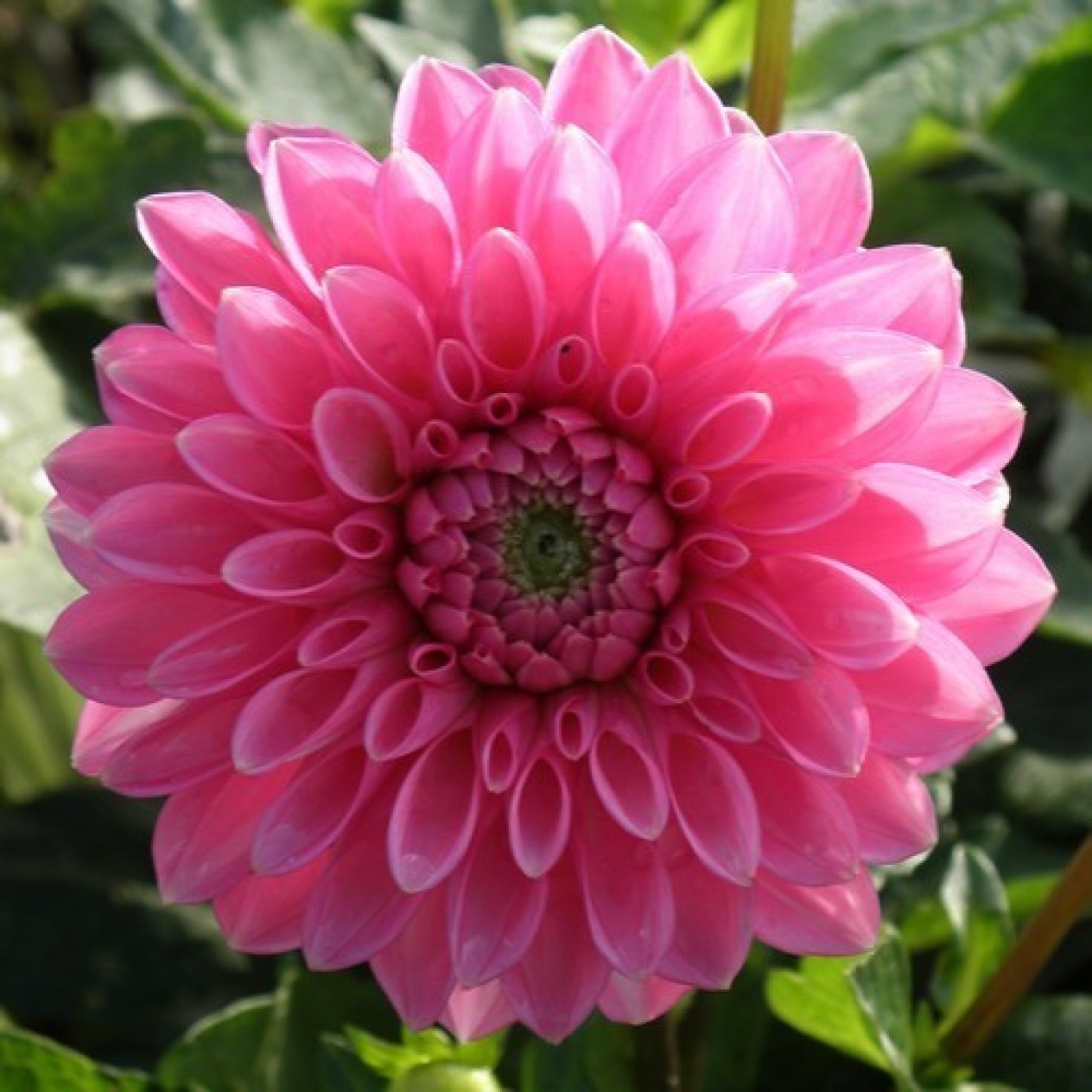 715980-dahlia-sandra