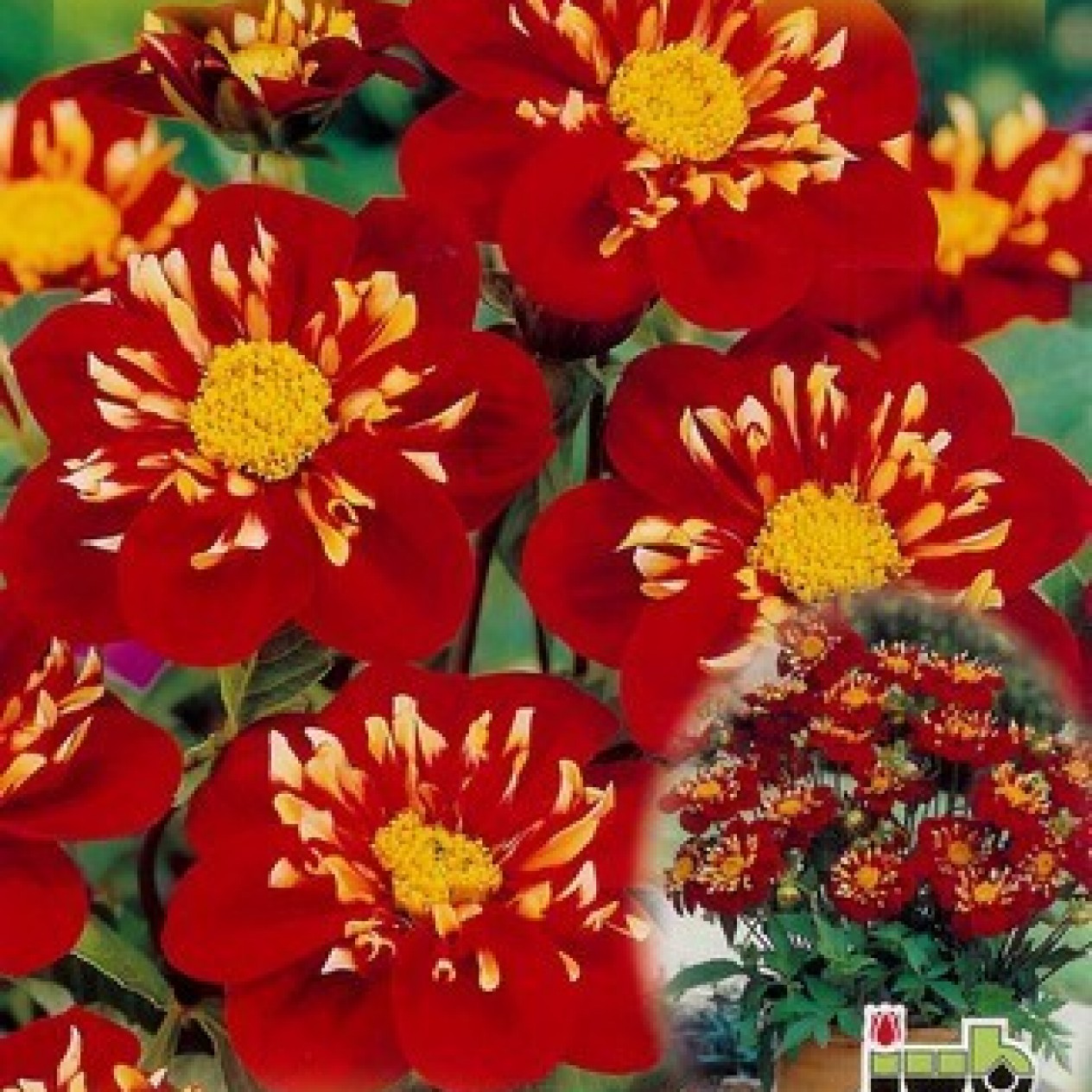 717150-dahlia-impression-festivo-pooh