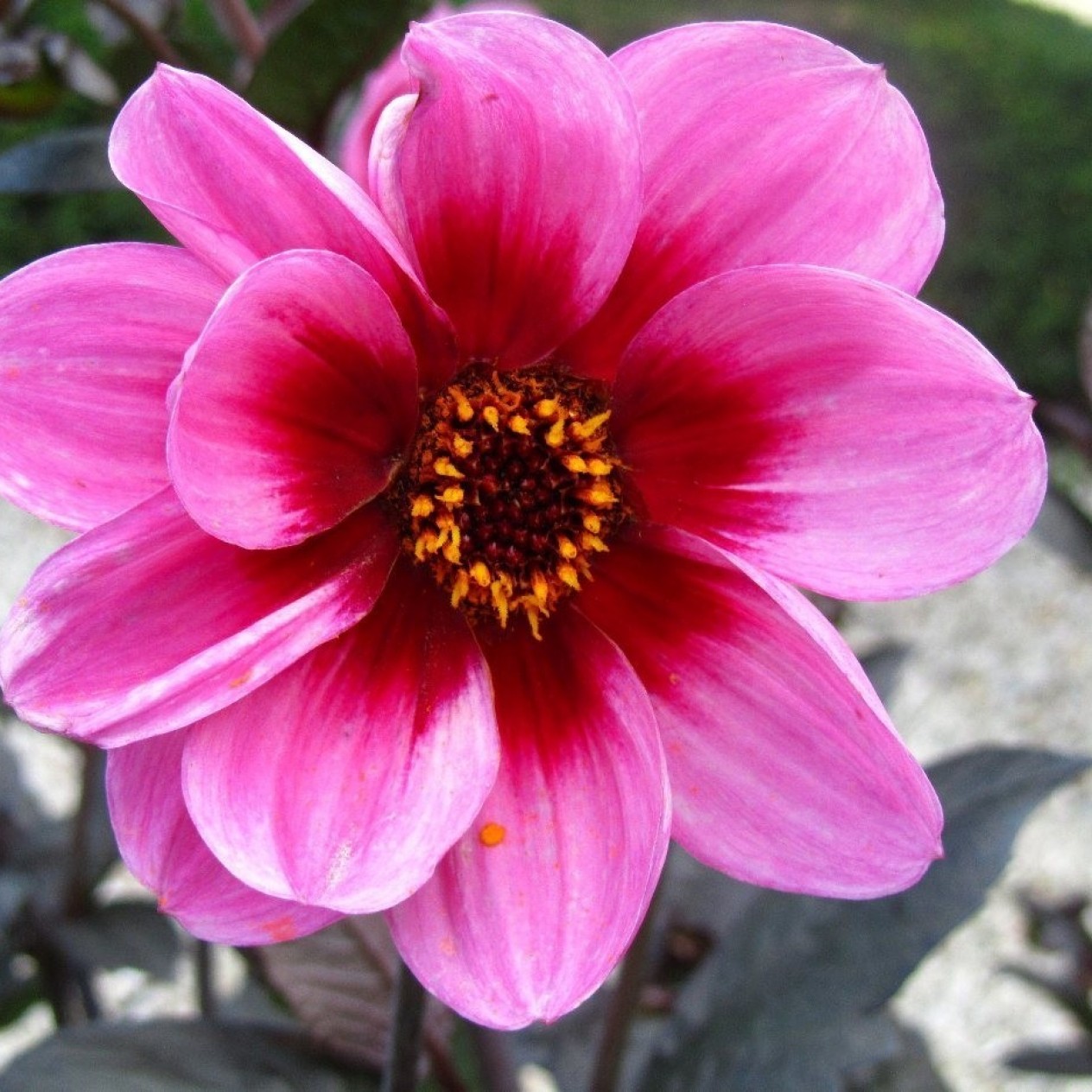 717280-dahlia-hs-wink