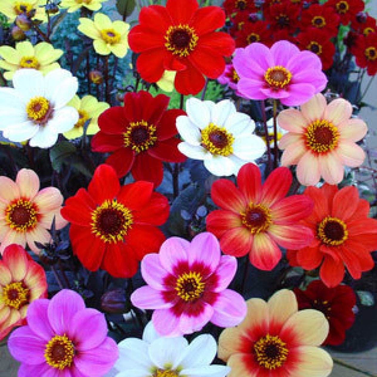717290-dahlia-hs-collectie