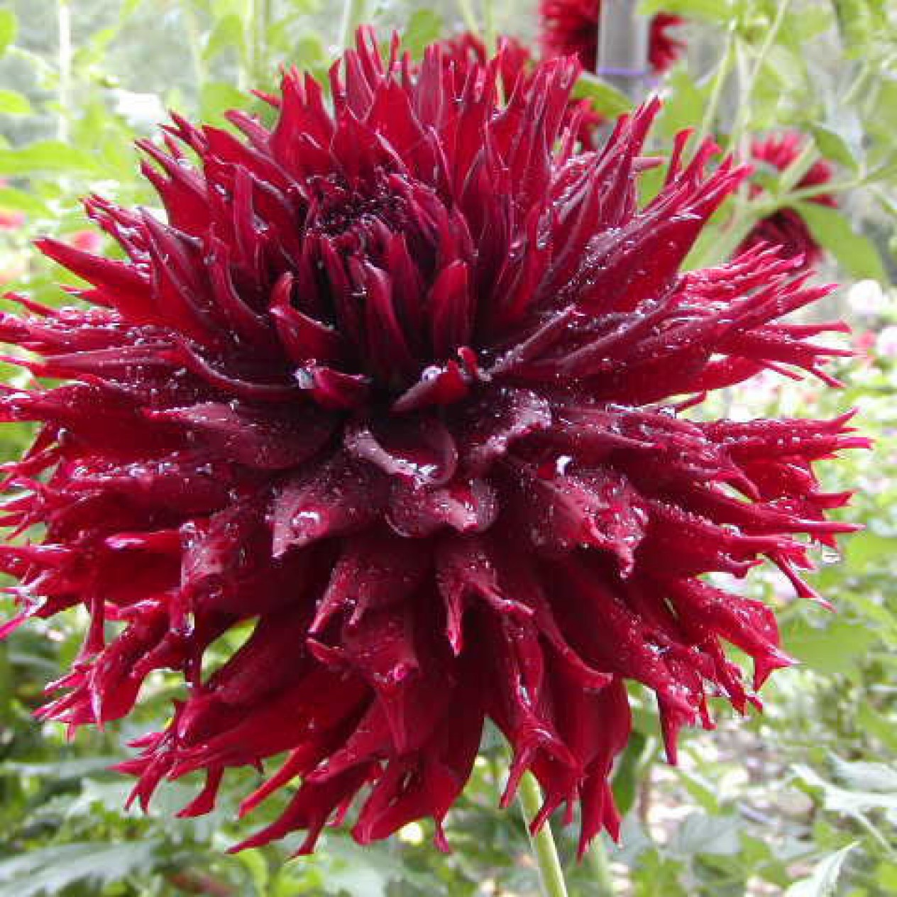 717420-dahlia-black-touch