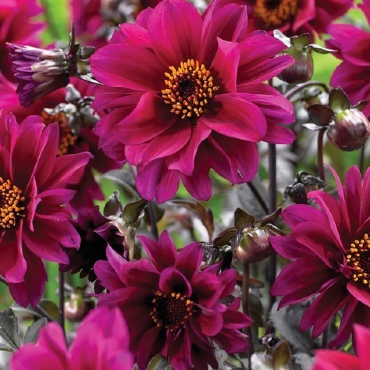 717490-dahlia-bishop-canterbury