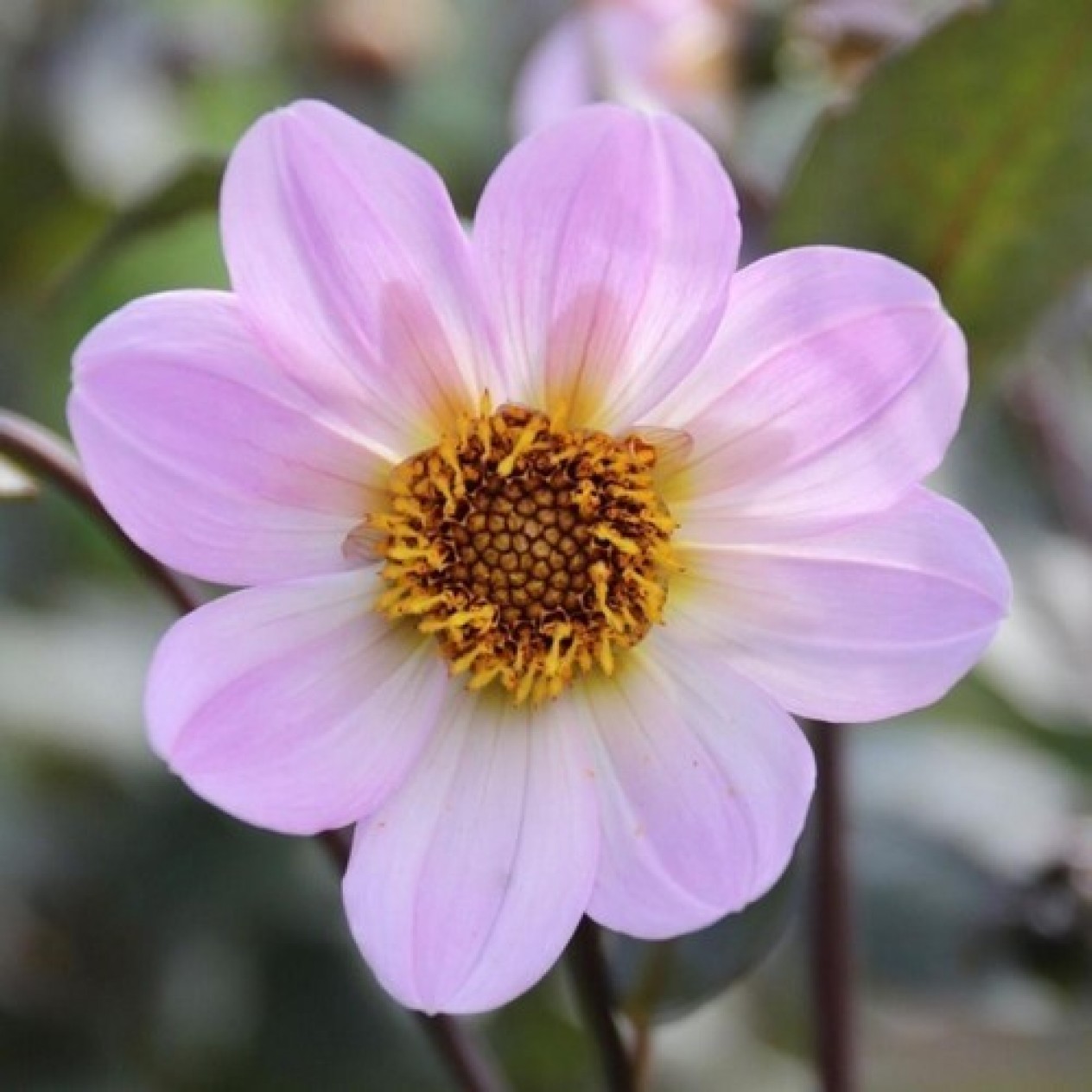 717494-dahlia-bishop-dover
