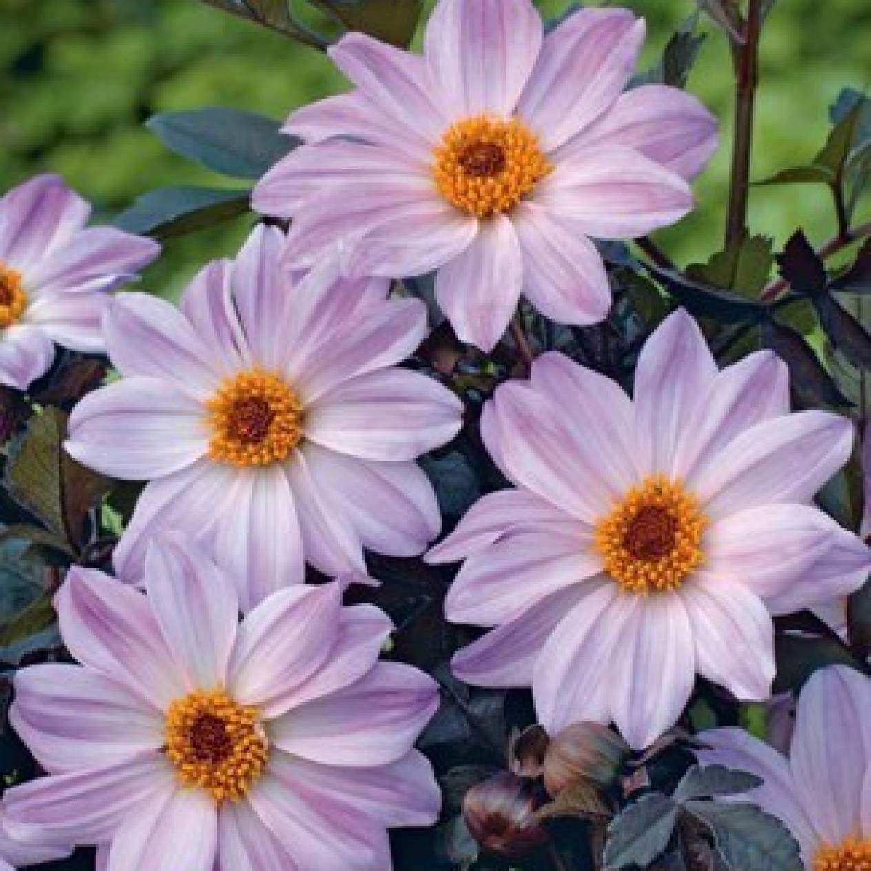 717498-dahlia-bishop-leicester