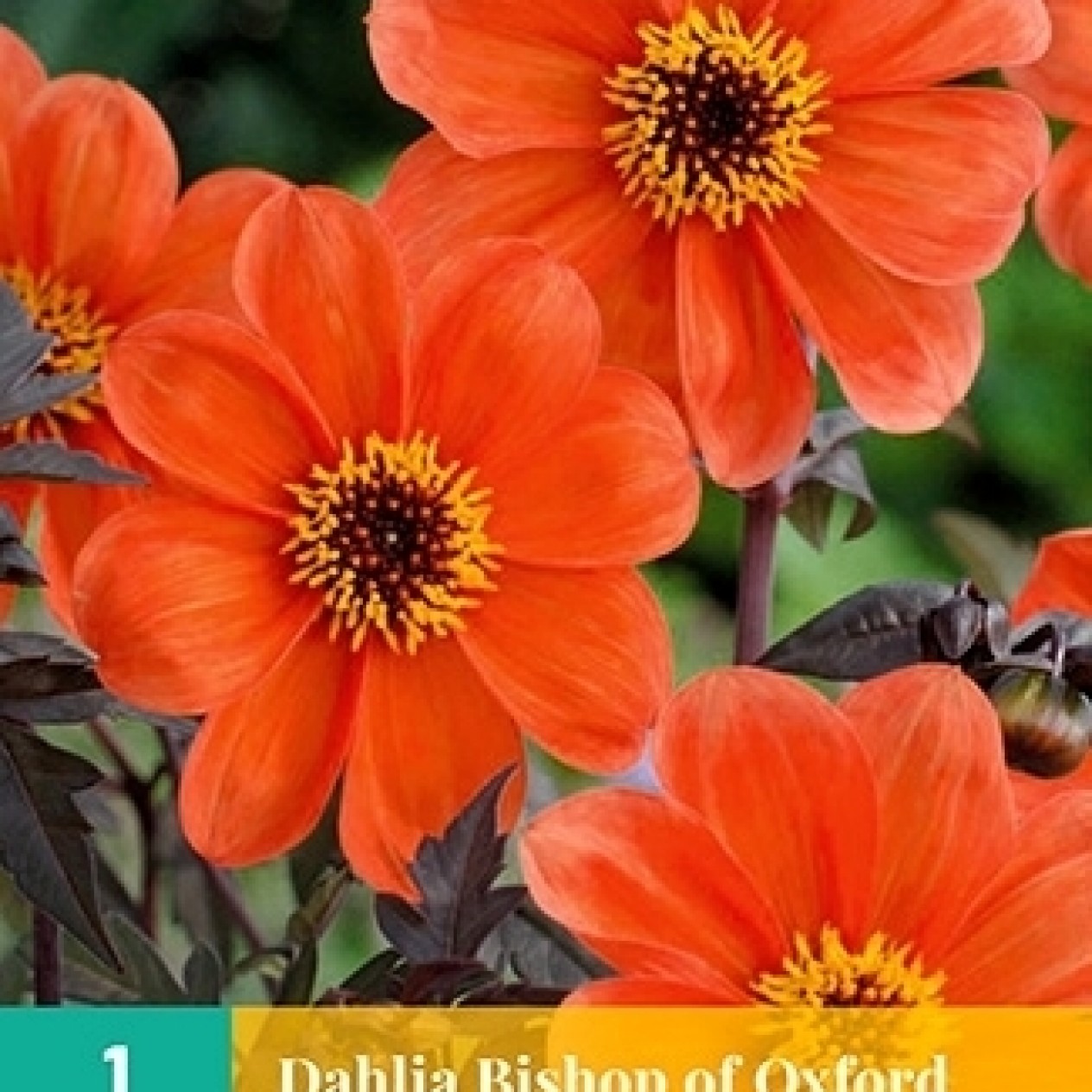 717505-dahlia-bishop-oxford