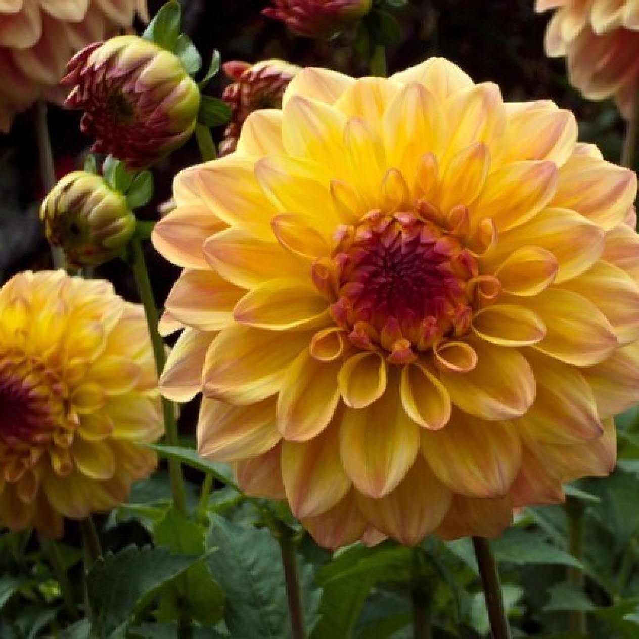 717511-dahlia-david-howard