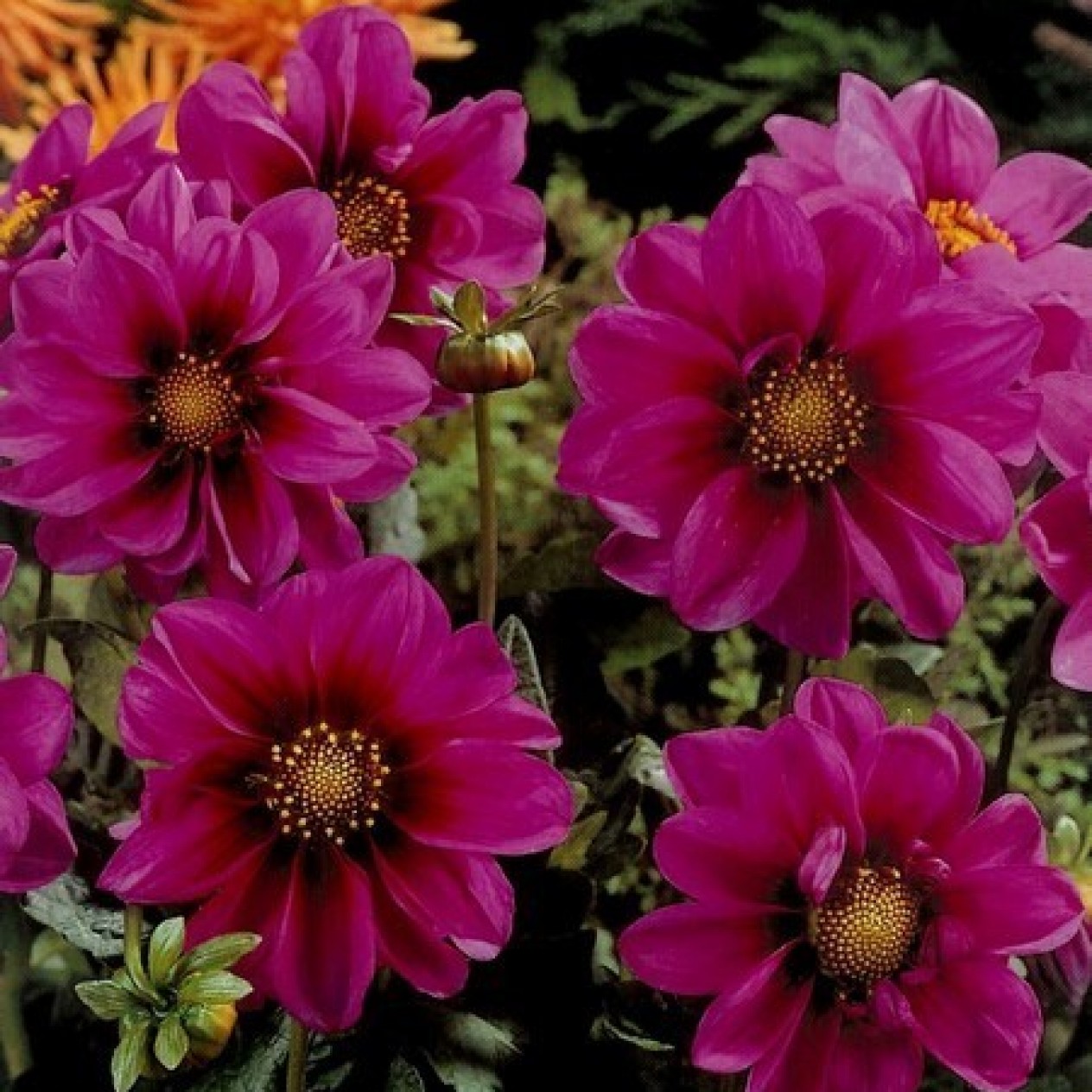 717530-dahlia-fascination