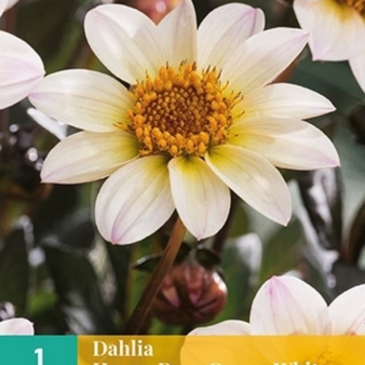 717655-dahlia-happy-days-cream-white