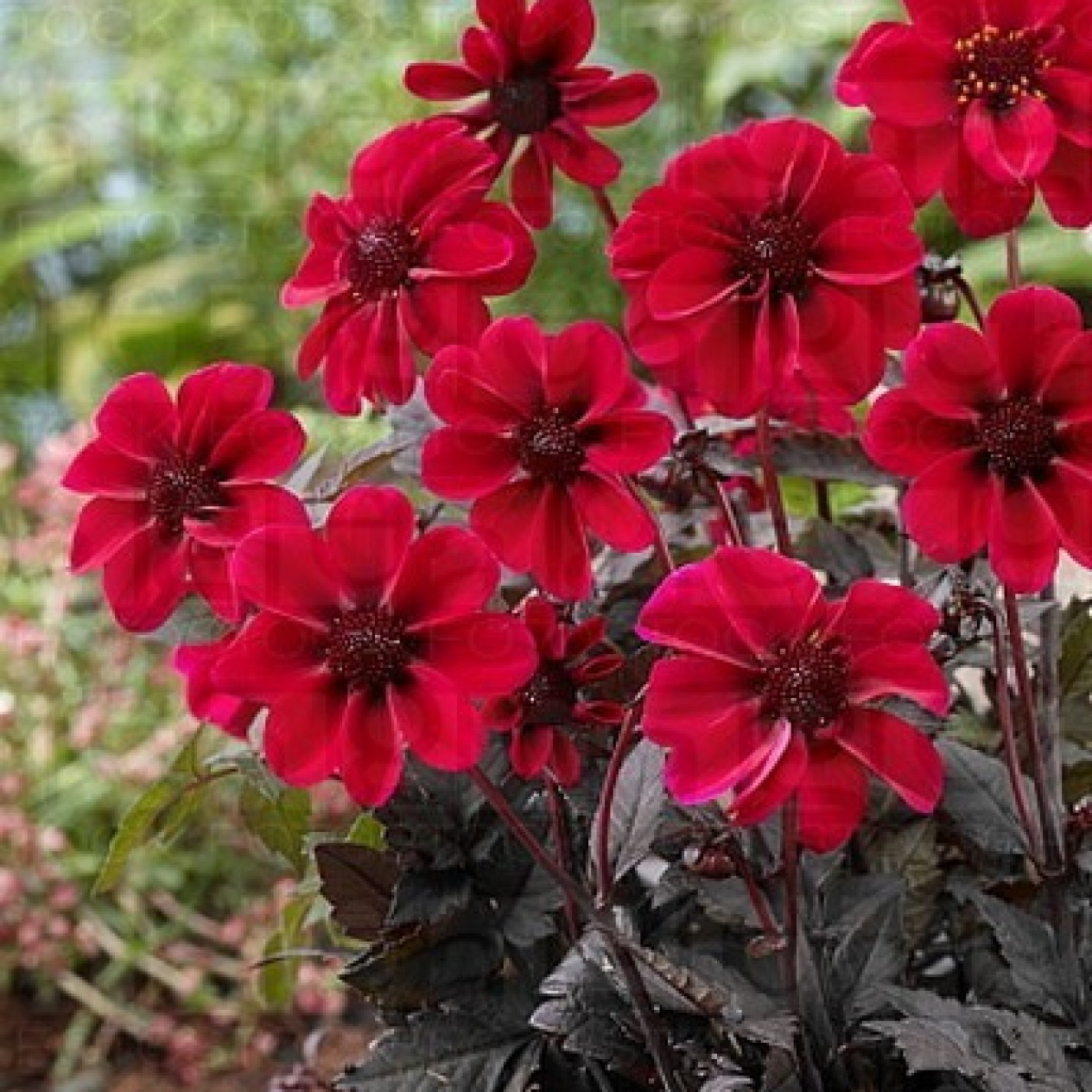 717665-dahlia-dracula