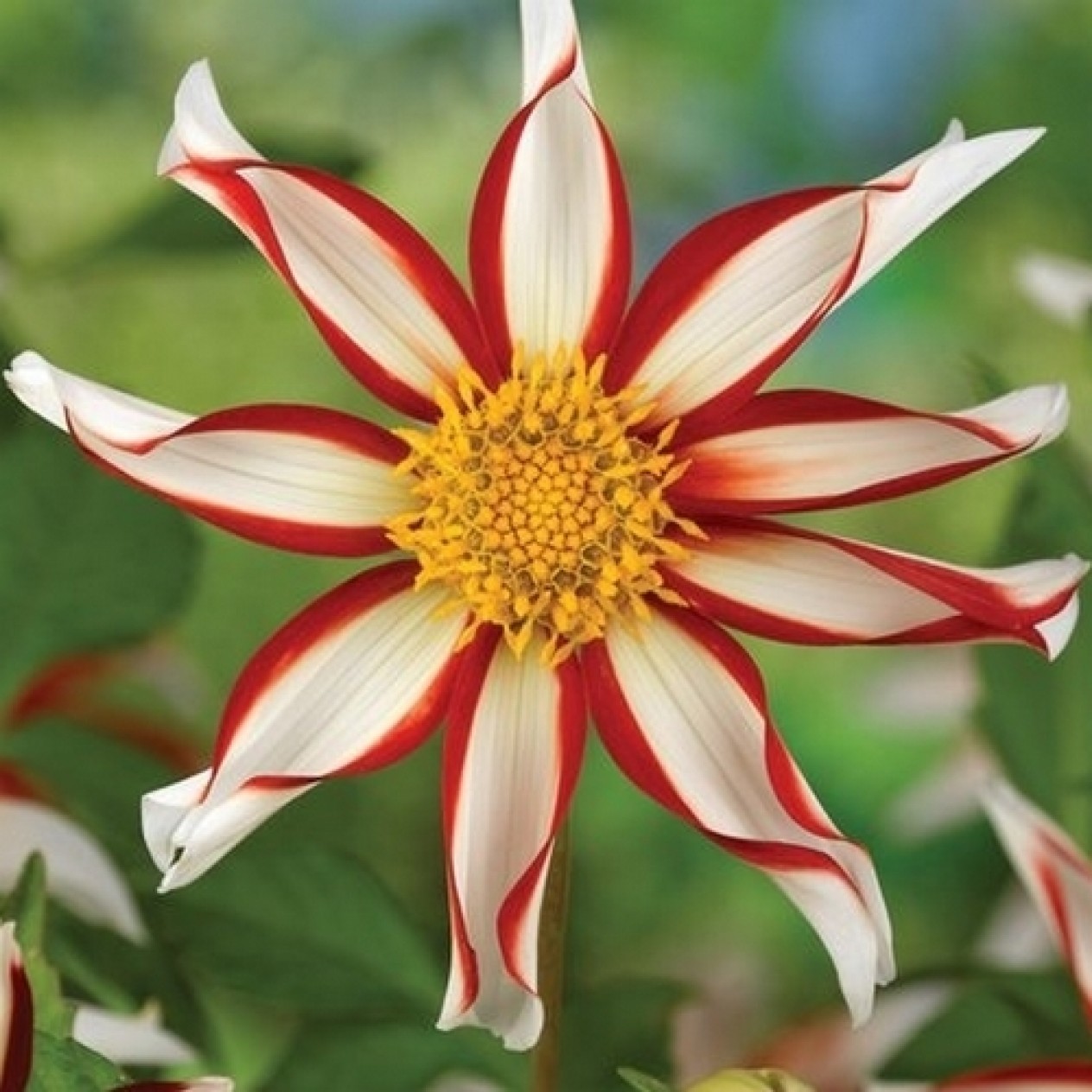 717735-dahlia-windmill