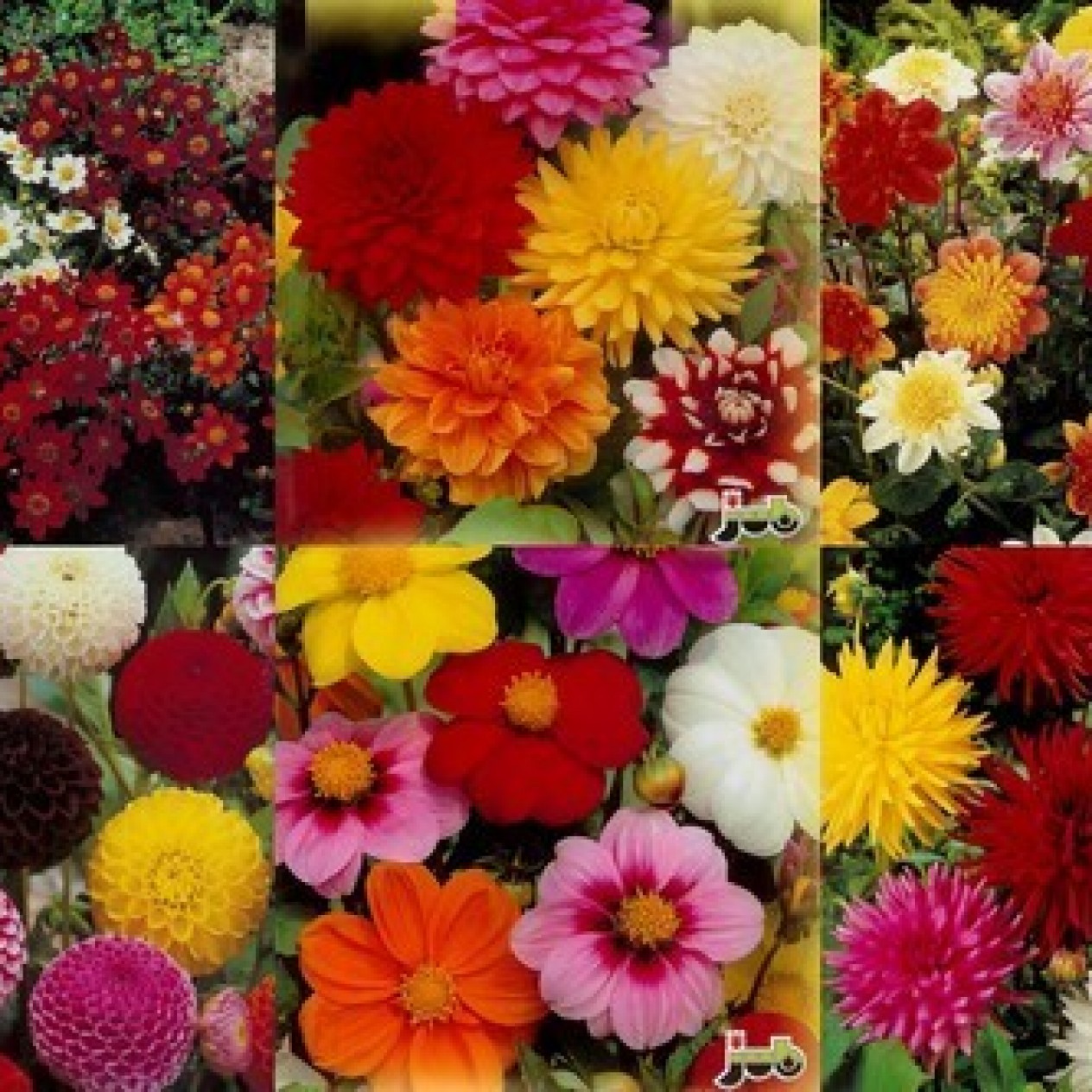 717750-dahlia