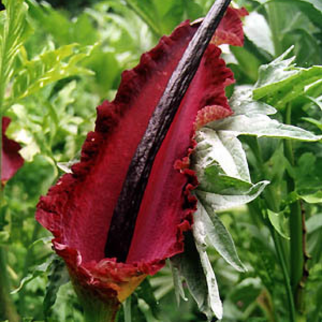 718000-dracunculus-vulgaris
