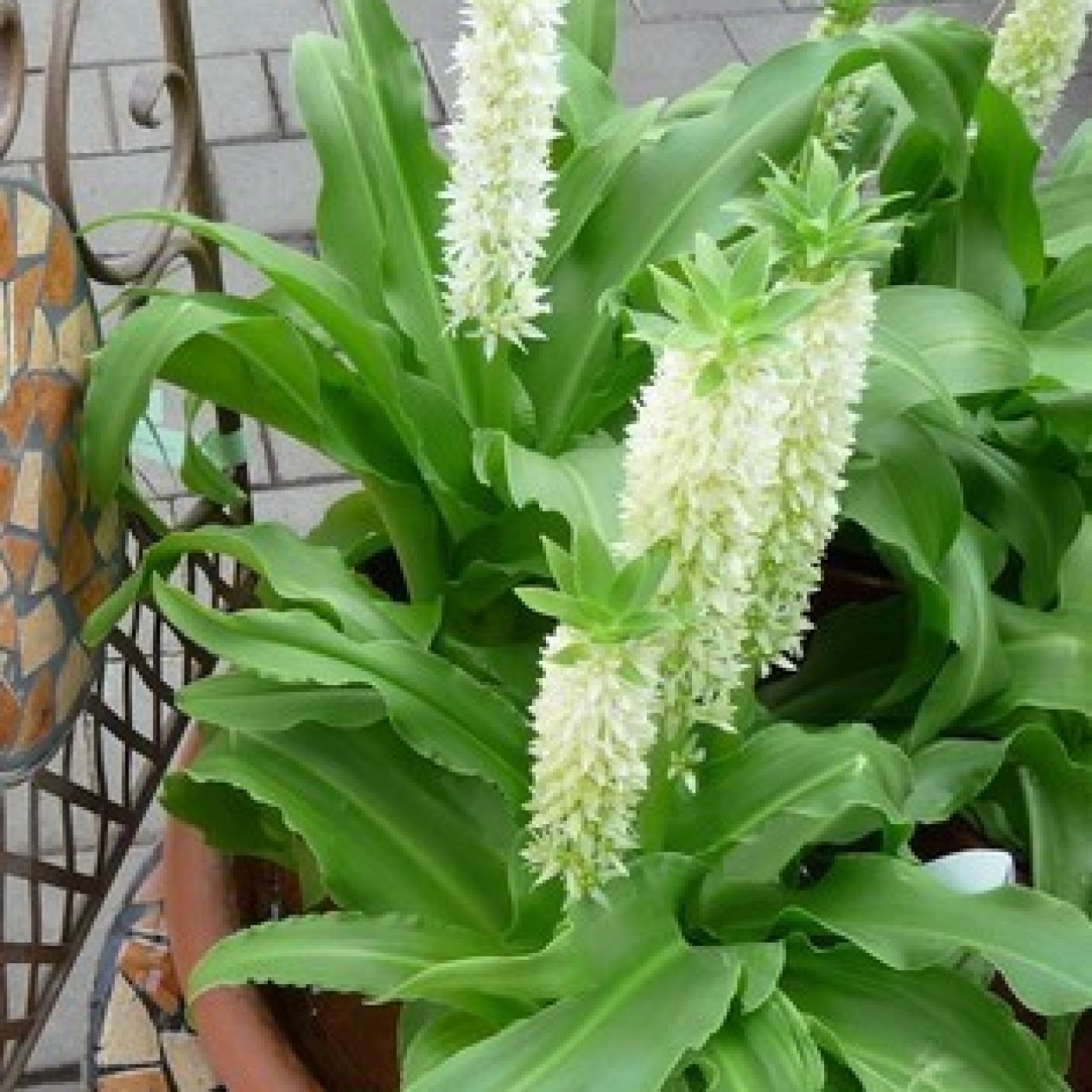 719100-eucomis-autumnalis