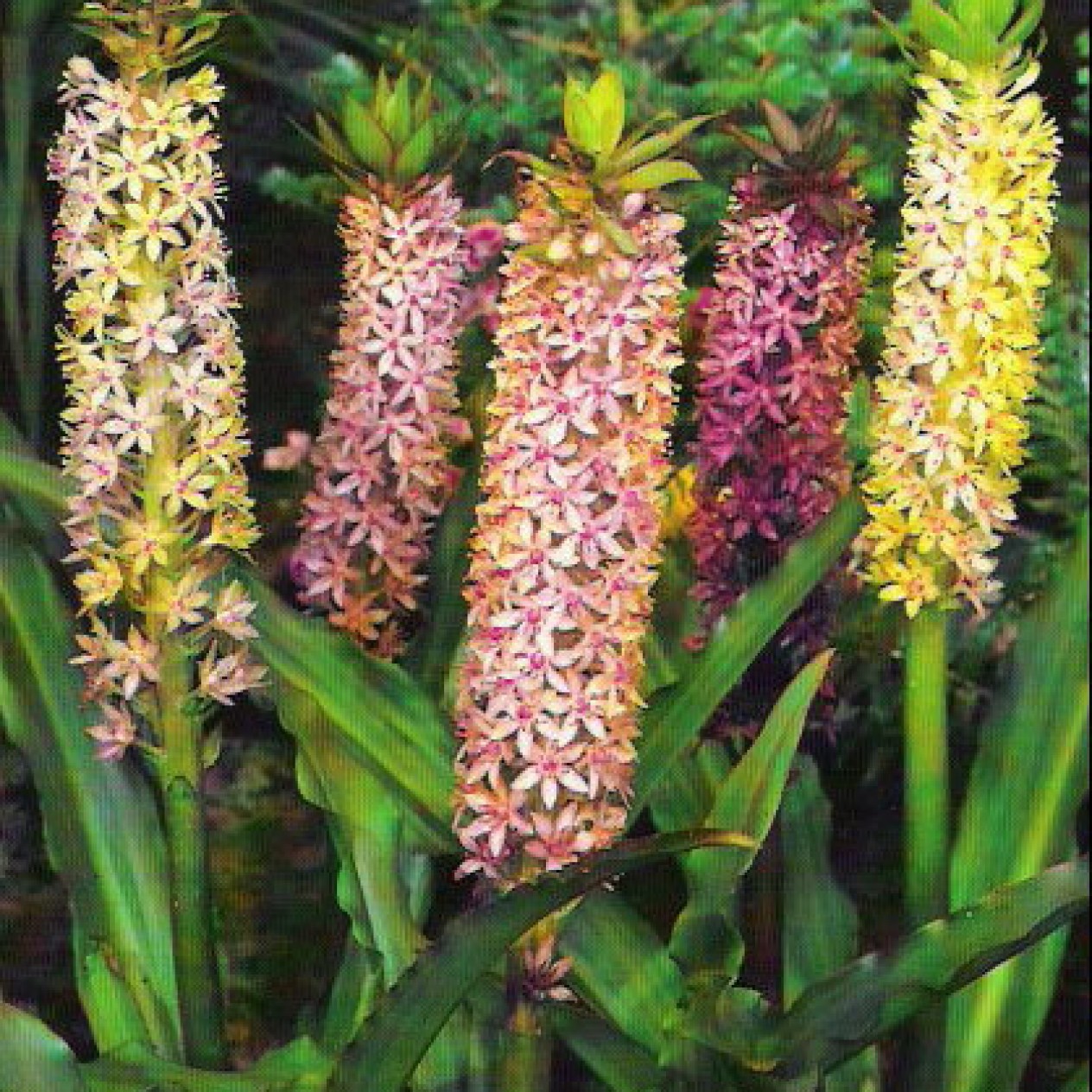719260-eucomis-comosa