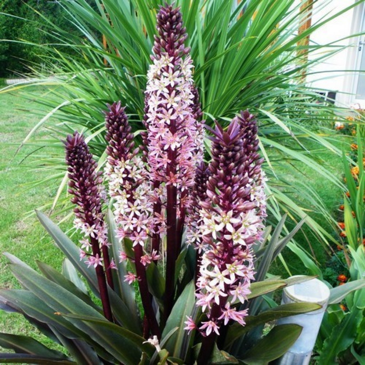 719300-eucomis-comosa-sparkling-rosy