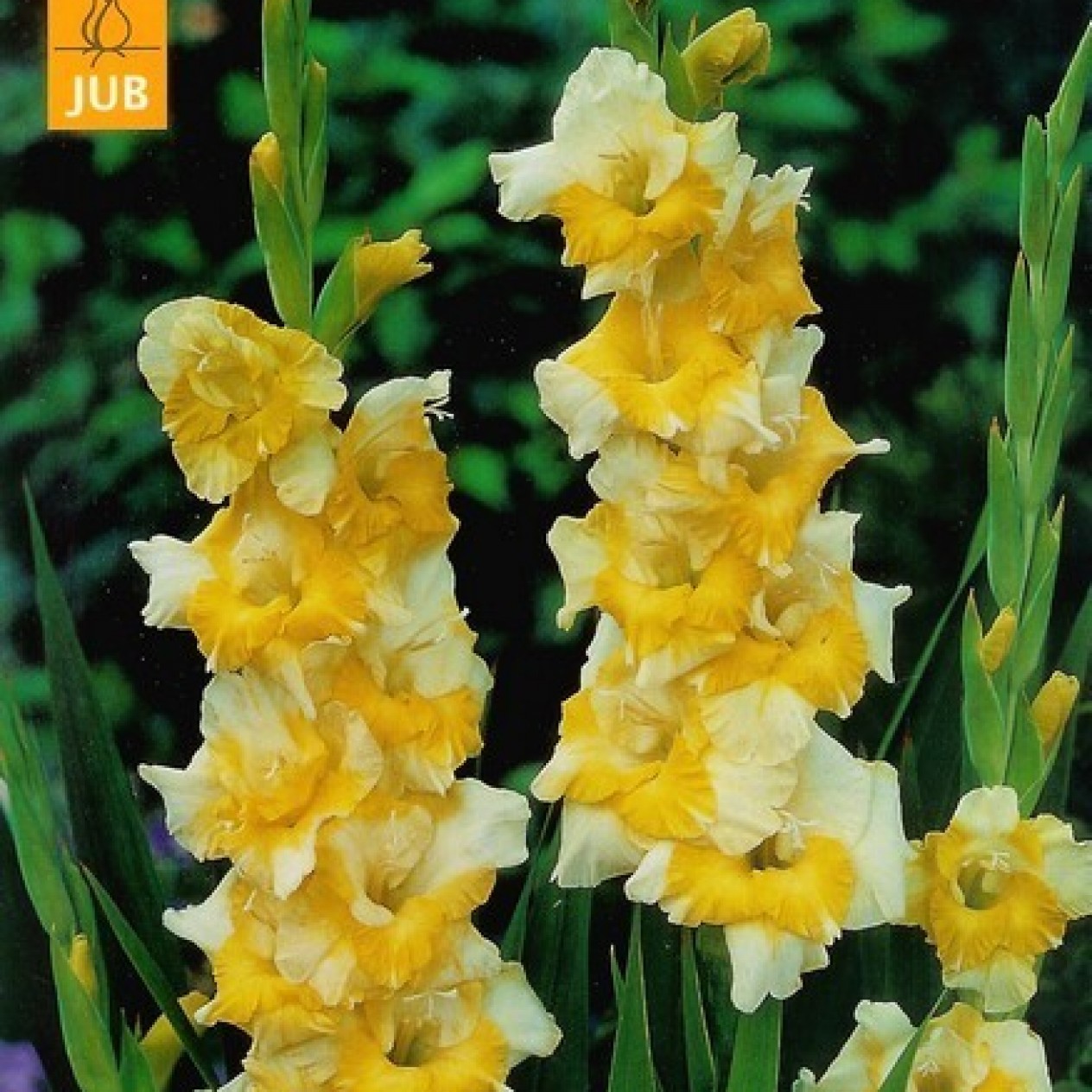 720010-gladiolus-grandiflorus-groep-buggy