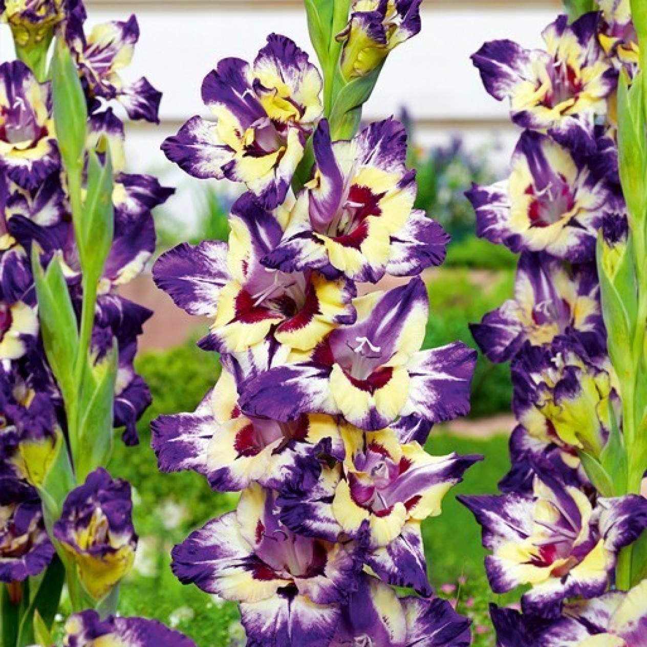 720017-gladiolus-grandiflorus-groep-circus-color